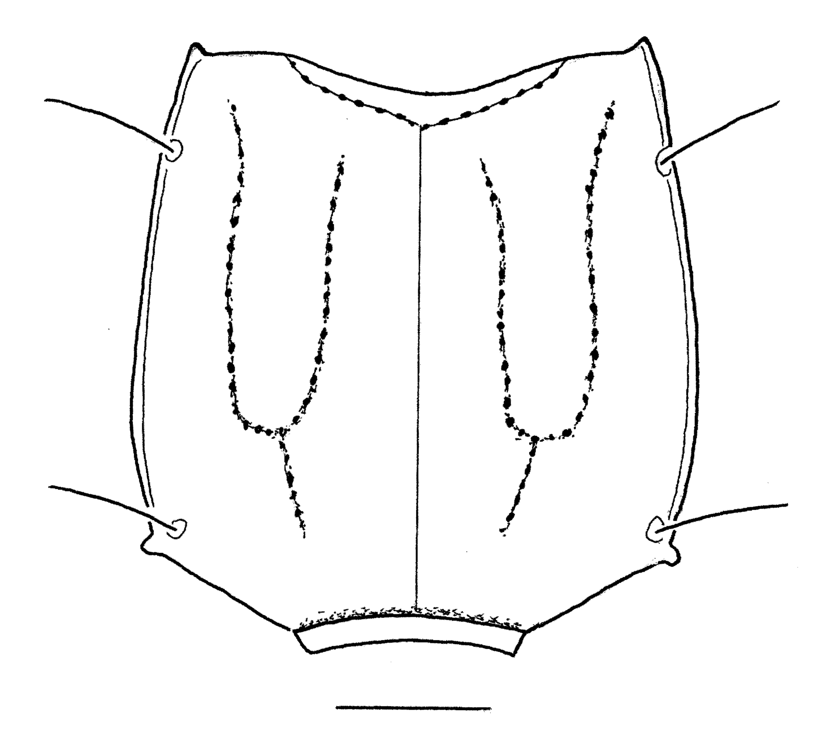 Baehr 2008, Fig. 1 · Pronotum