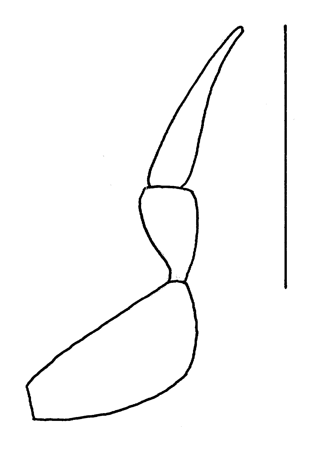 Baehr 2008, Fig. 2 · Right maxillary palpus