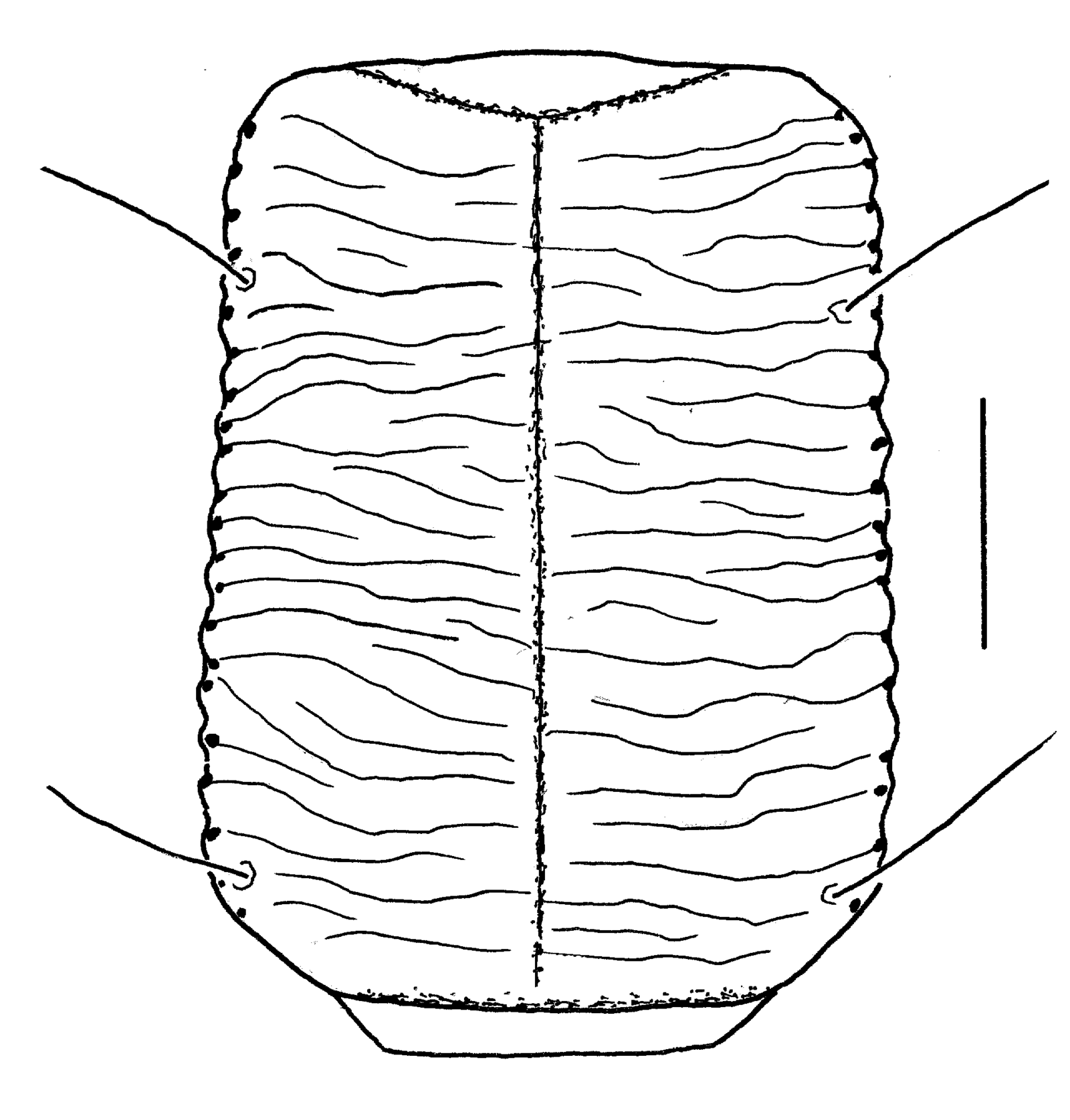 Baehr 2008, Fig. 3 · Pronotum