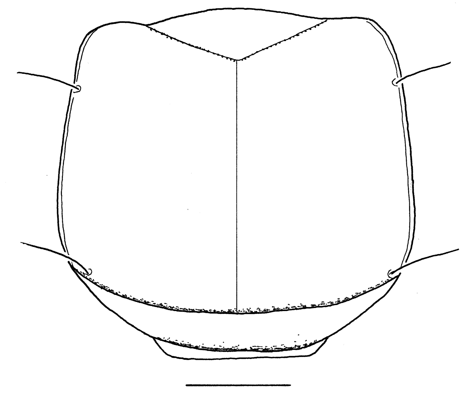 Baehr 2008, Fig. 4 · Pronotum