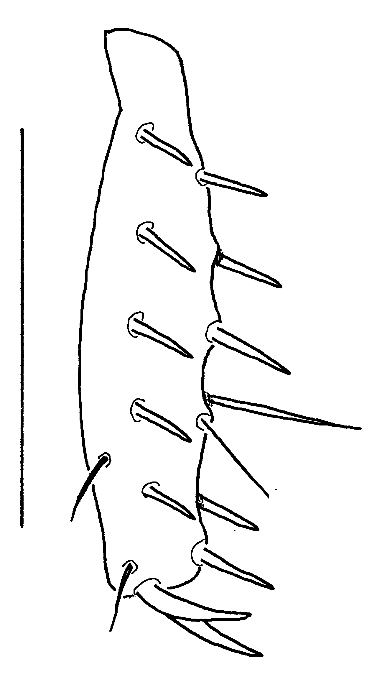 Baehr 2008, Fig. 11 · Left mesotibia