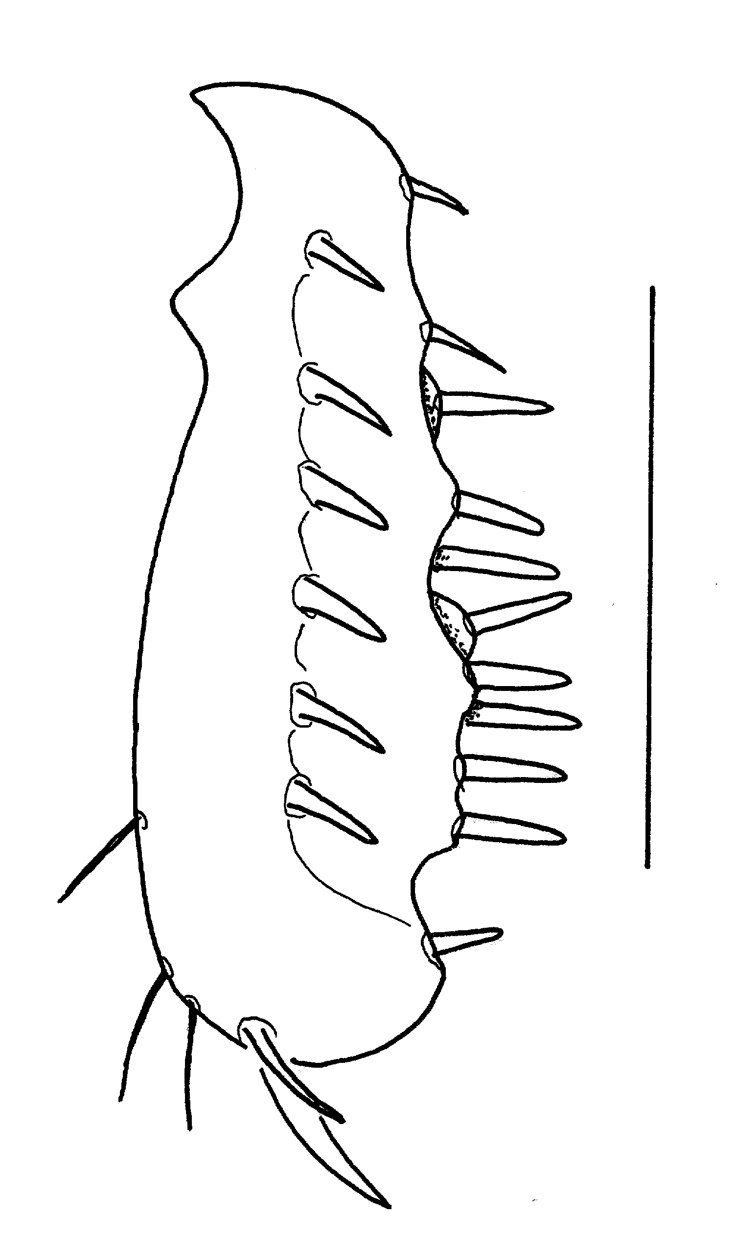 Baehr 2008, Fig. 12 · Left mesotibia