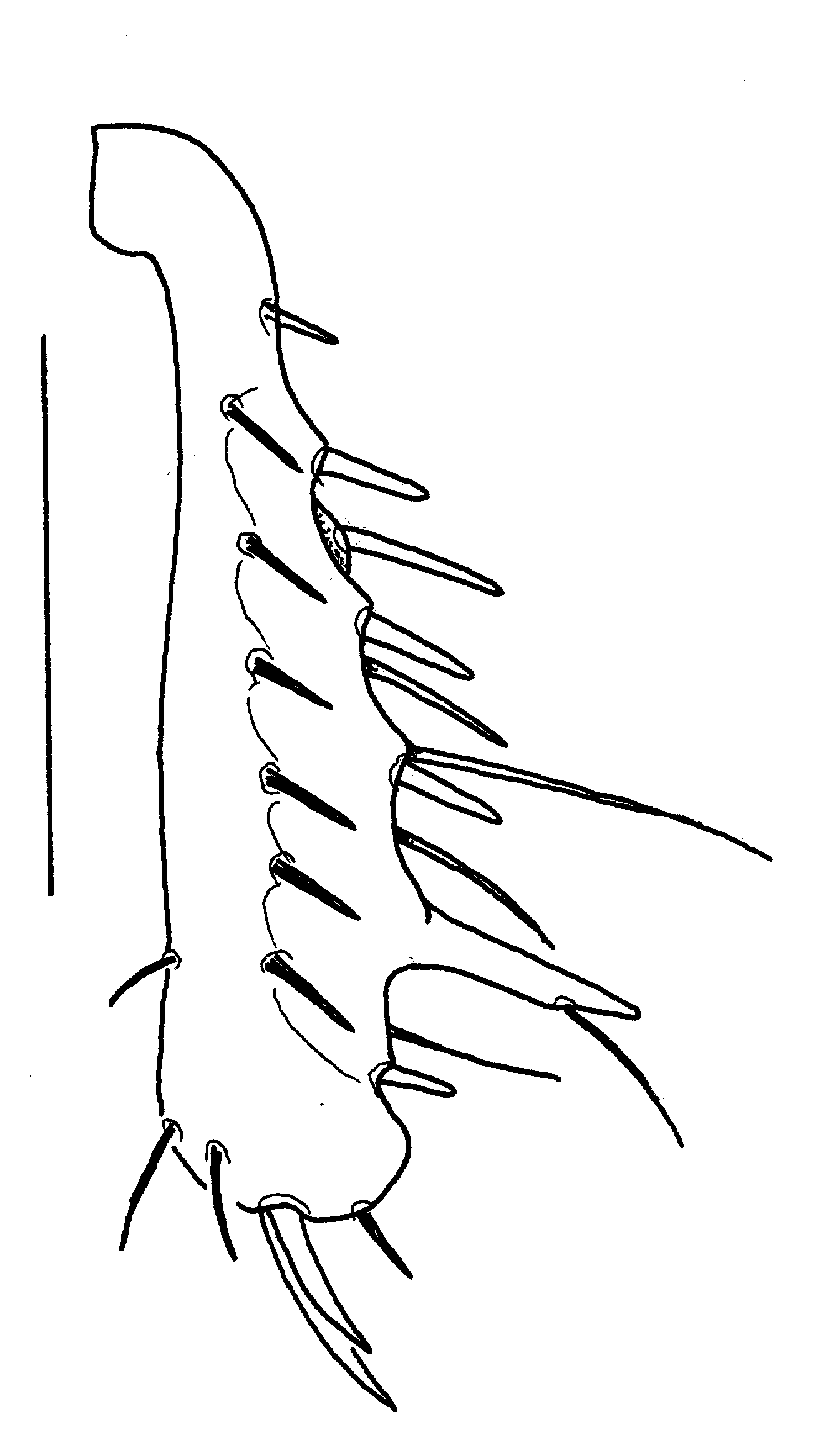 Baehr 2008, Fig. 13 · Left mesotibia