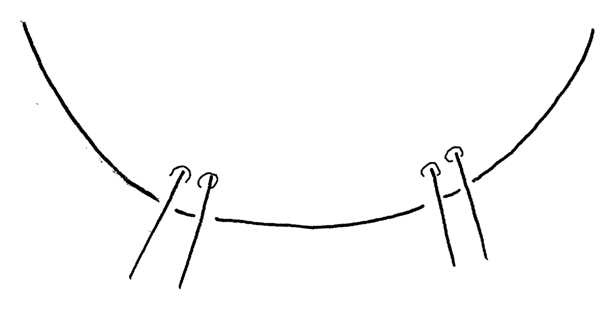 Baehr 2008, Fig. 14 · Apex of terminal sternum