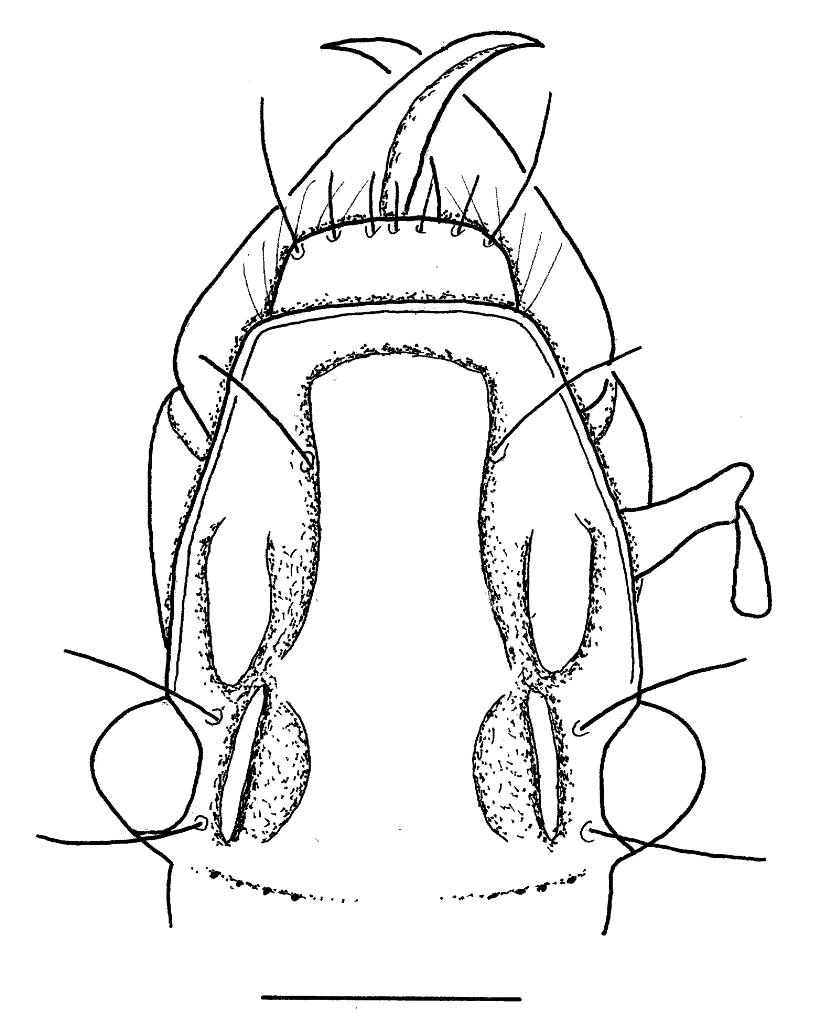 Baehr 2008, Fig. 16 · Head