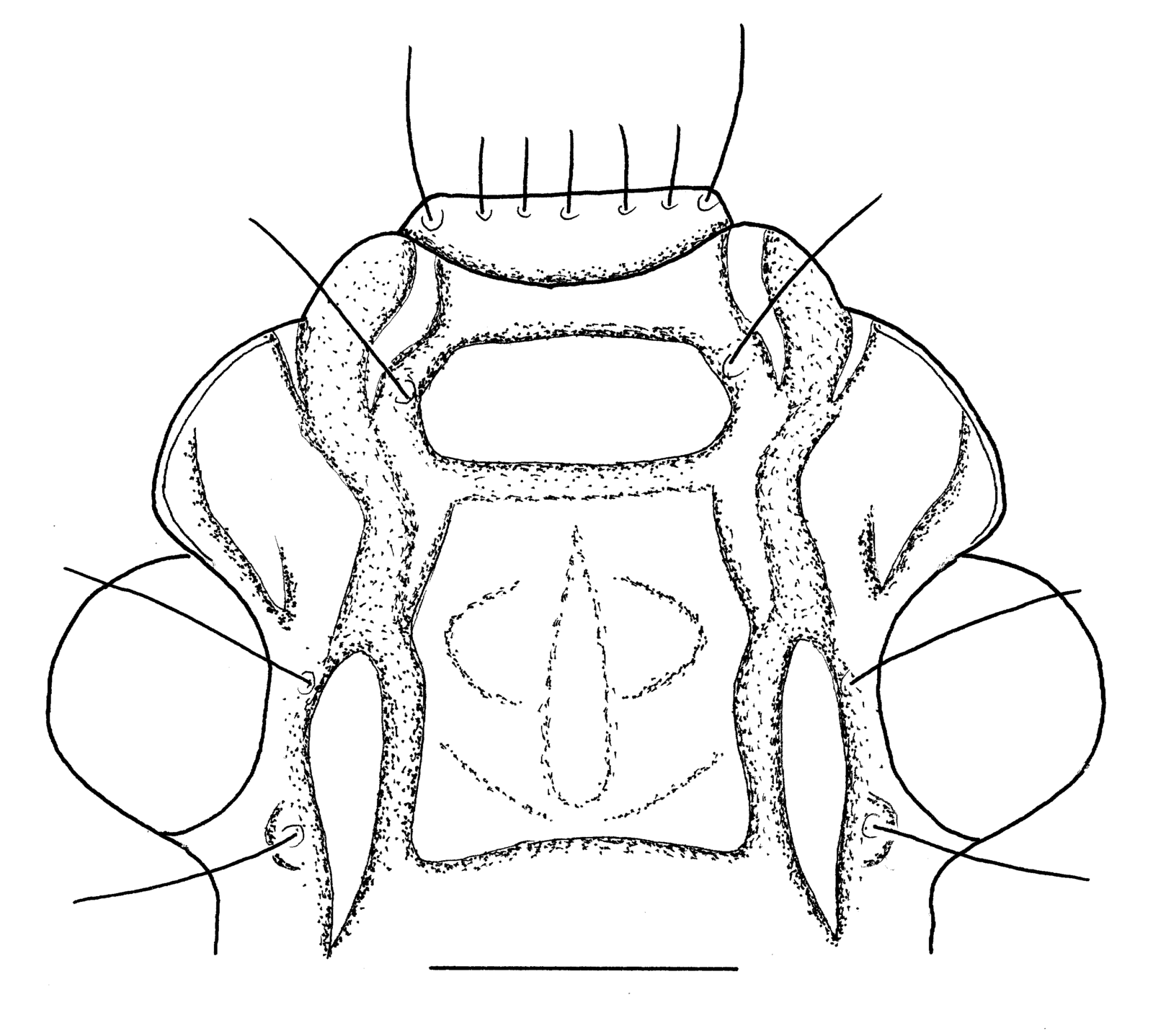 Baehr 2008, Fig. 18 · Head