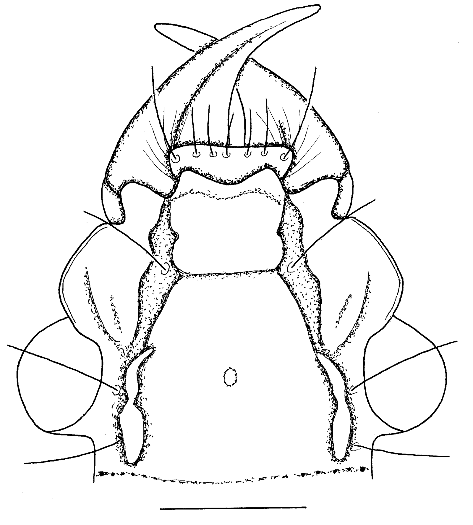 Baehr 2008, Fig. 22 · Head