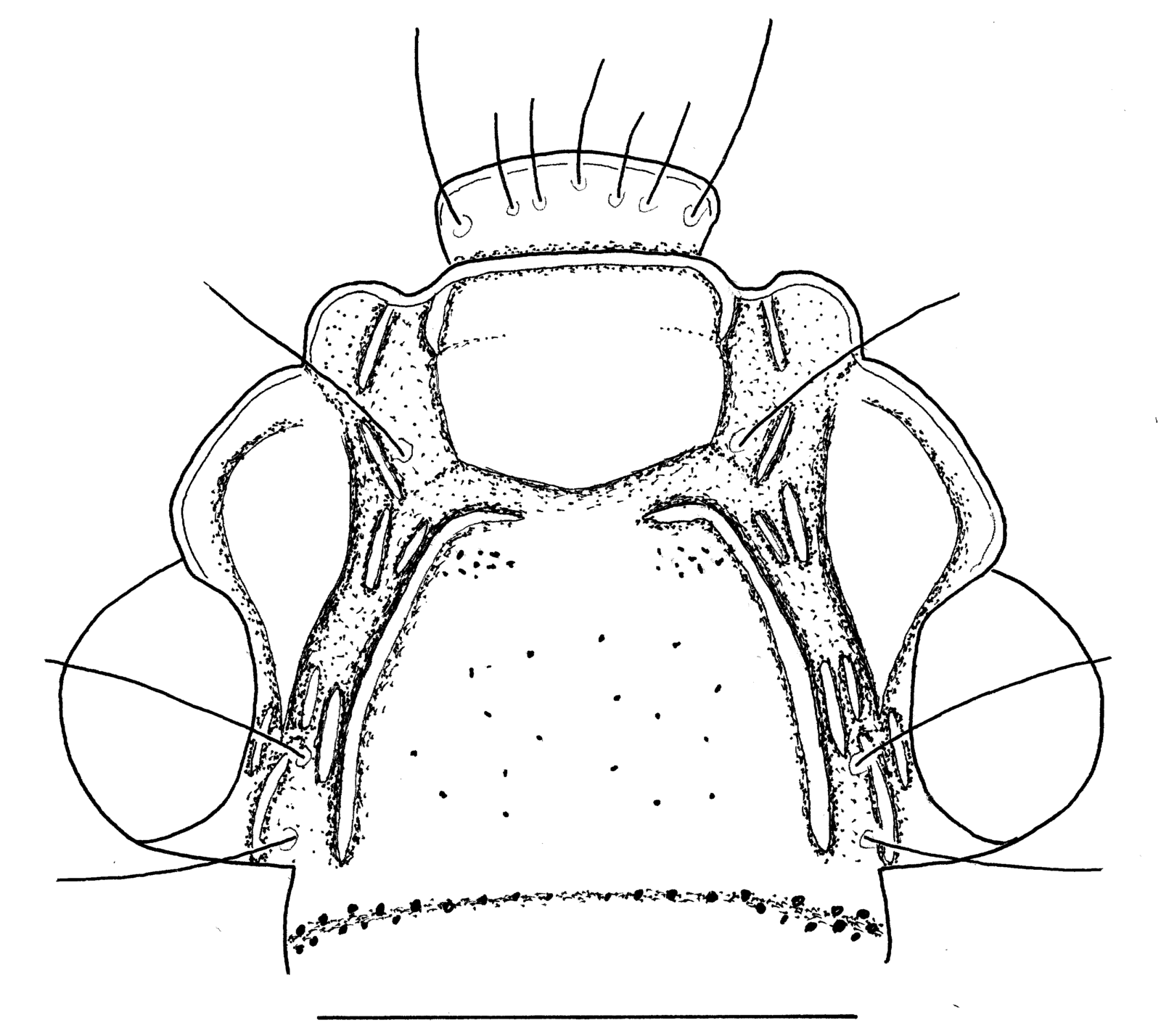 Baehr 2008, Fig. 23 · Head