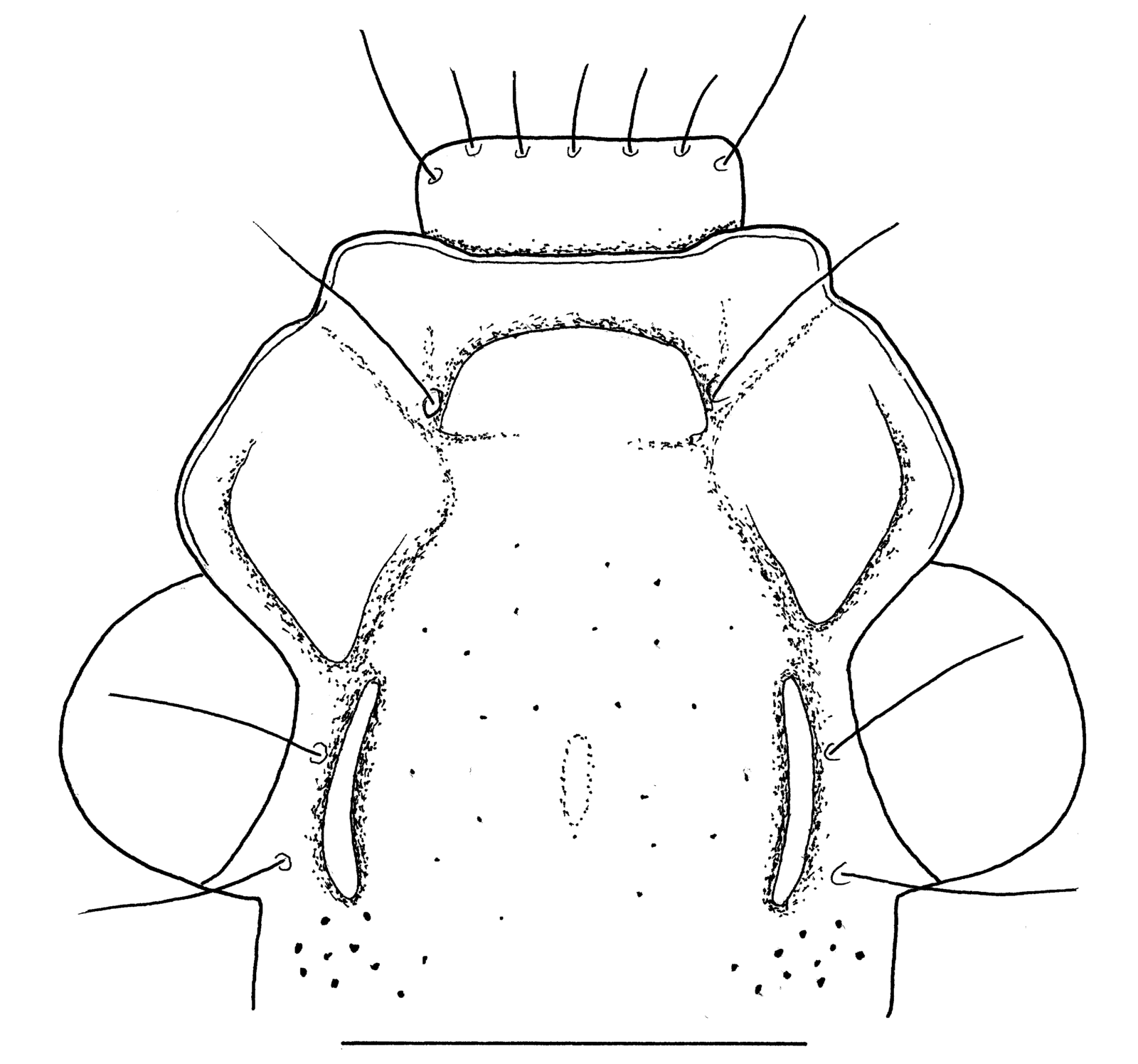 Baehr 2008, Fig. 24 · Head