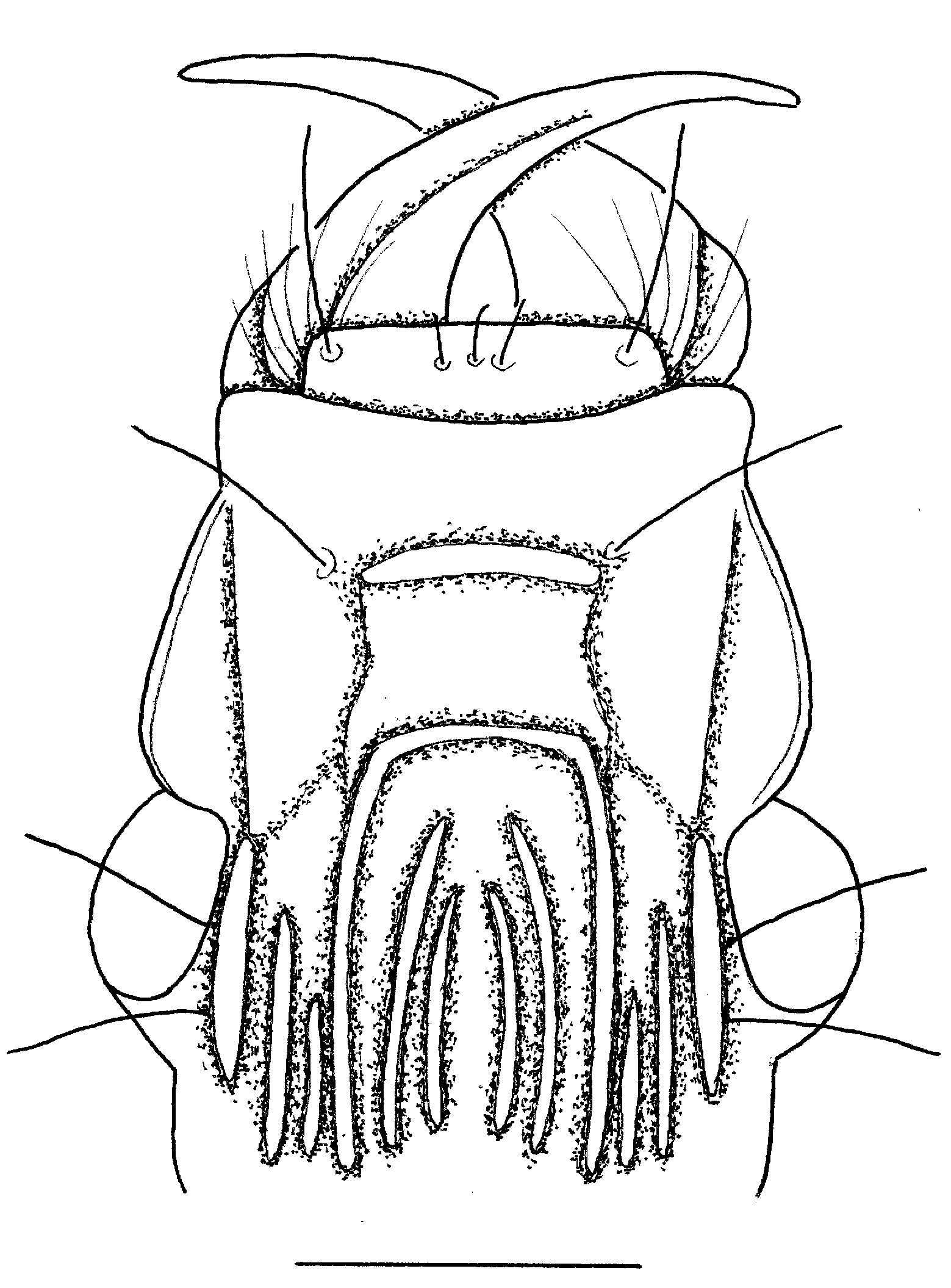 Baehr 2008, Fig. 44 · Head