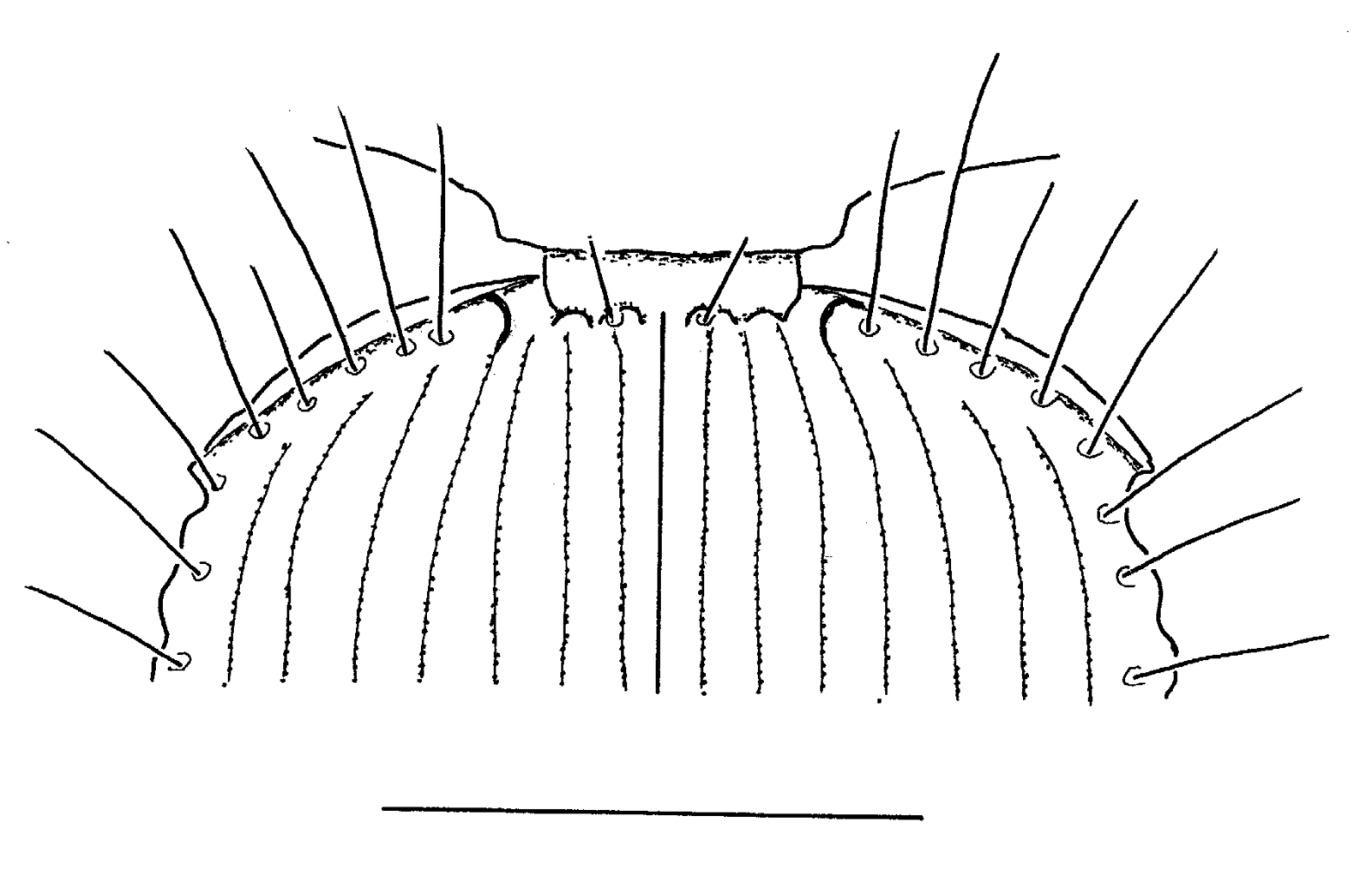 Baehr 2008, Fig. 49 · base of elytra