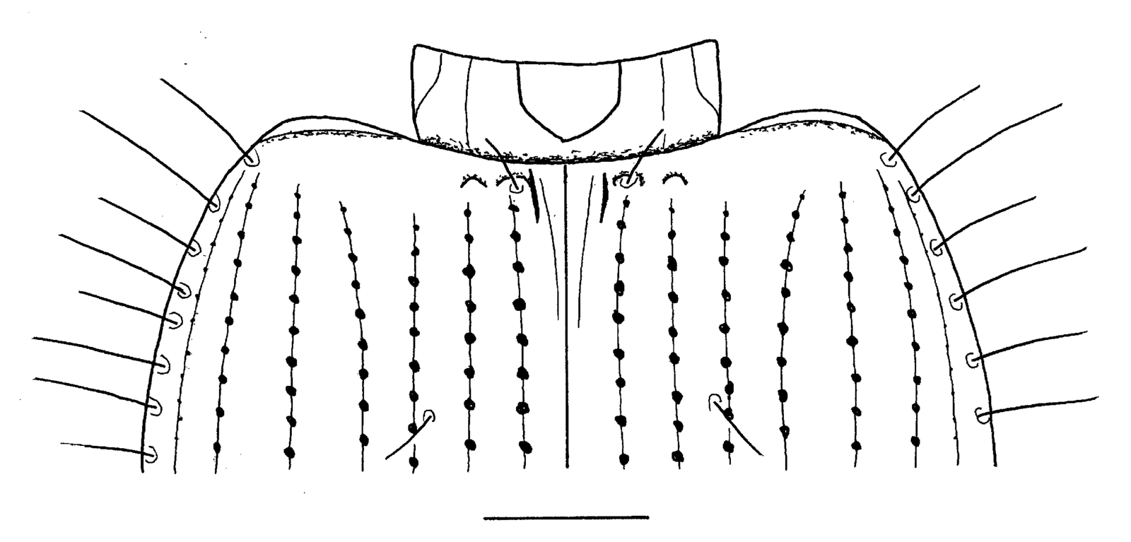 Baehr 2008, Fig. 55 · base of elytra