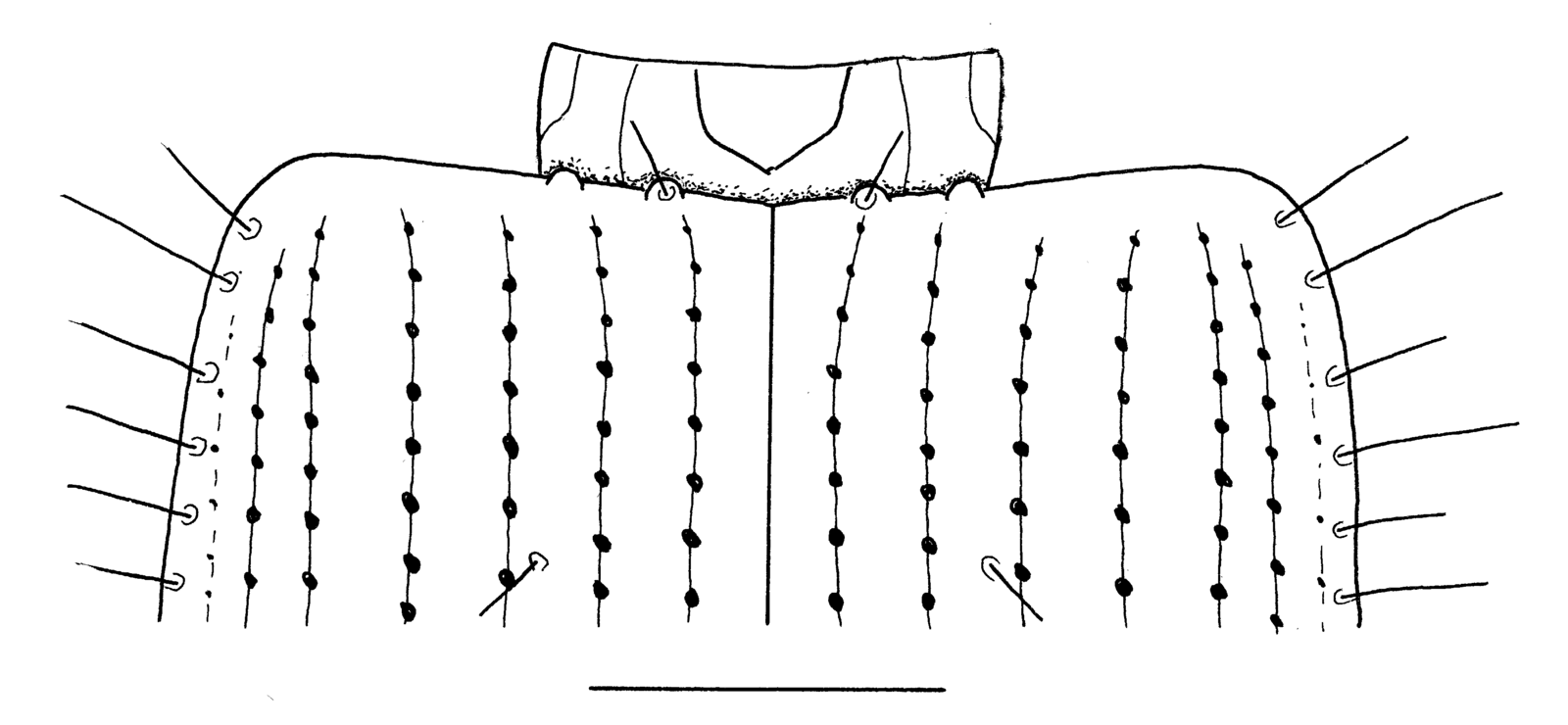 Baehr 2008, Fig. 56 · base of elytra