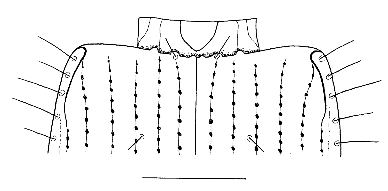 Baehr 2008, Fig. 57 · base of elytra