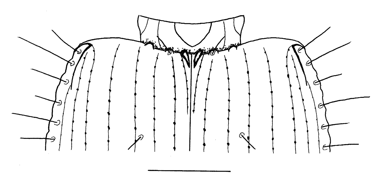 Baehr 2008, Fig. 58 · base of elytra