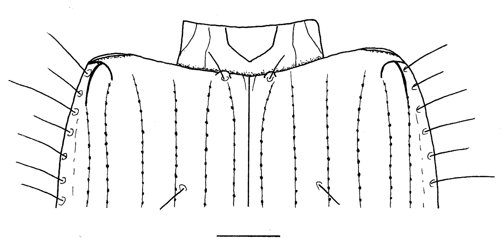 Baehr 2008, Fig. 59 · base of elytra