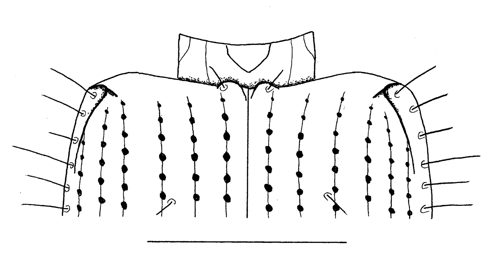 Baehr 2008, Fig. 60 · base of elytra