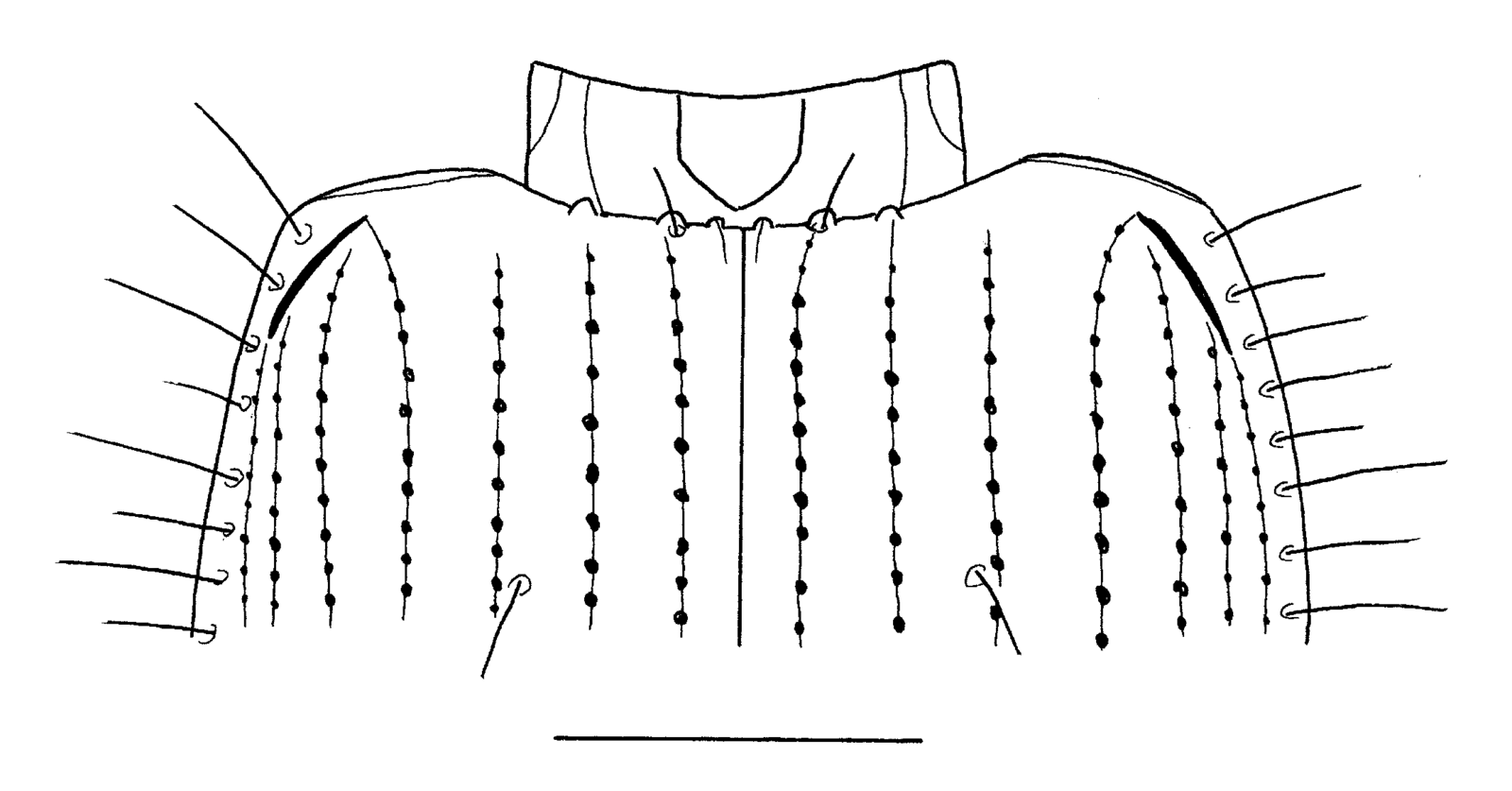 Baehr 2008, Fig. 61 · base of elytra