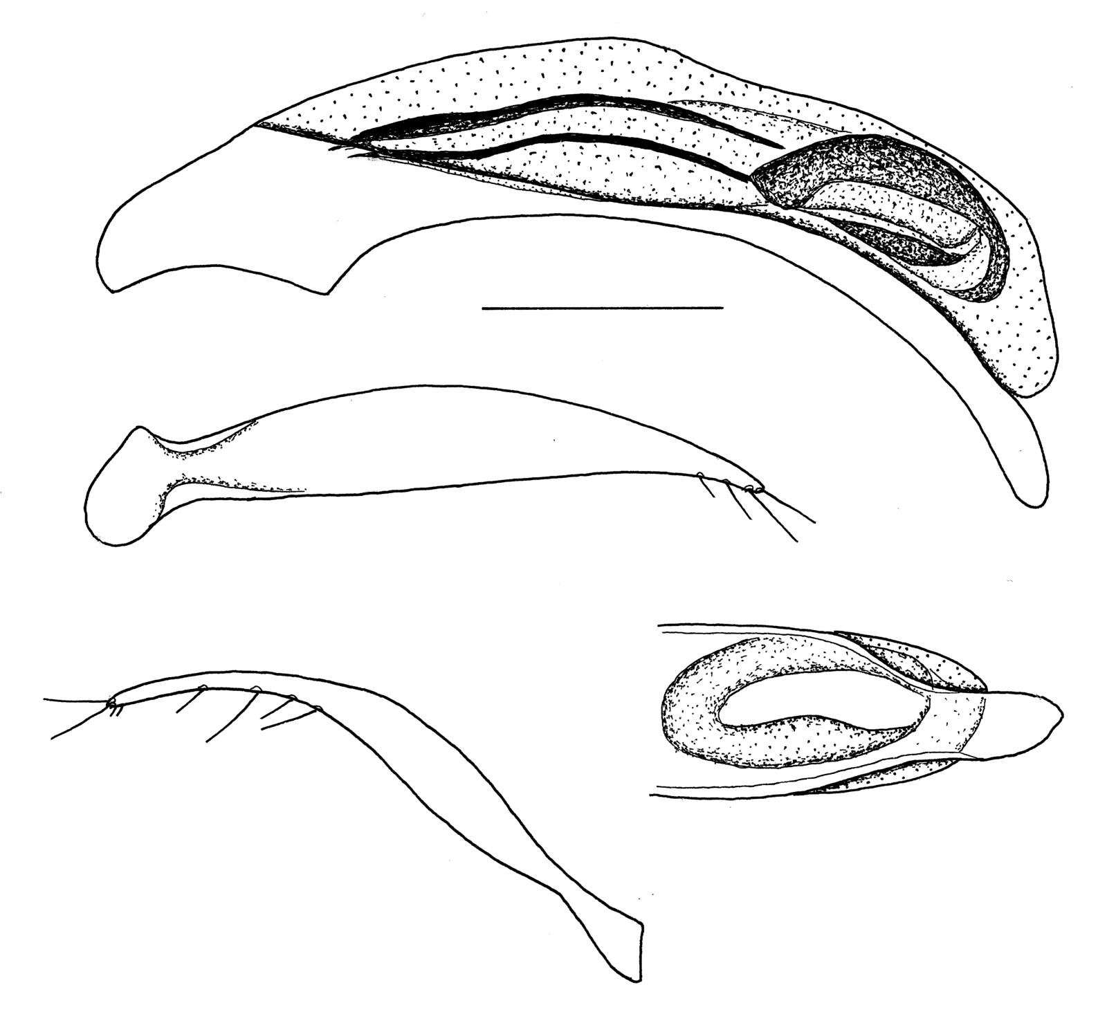 Baehr 2008, Fig. 69 · aedeagus