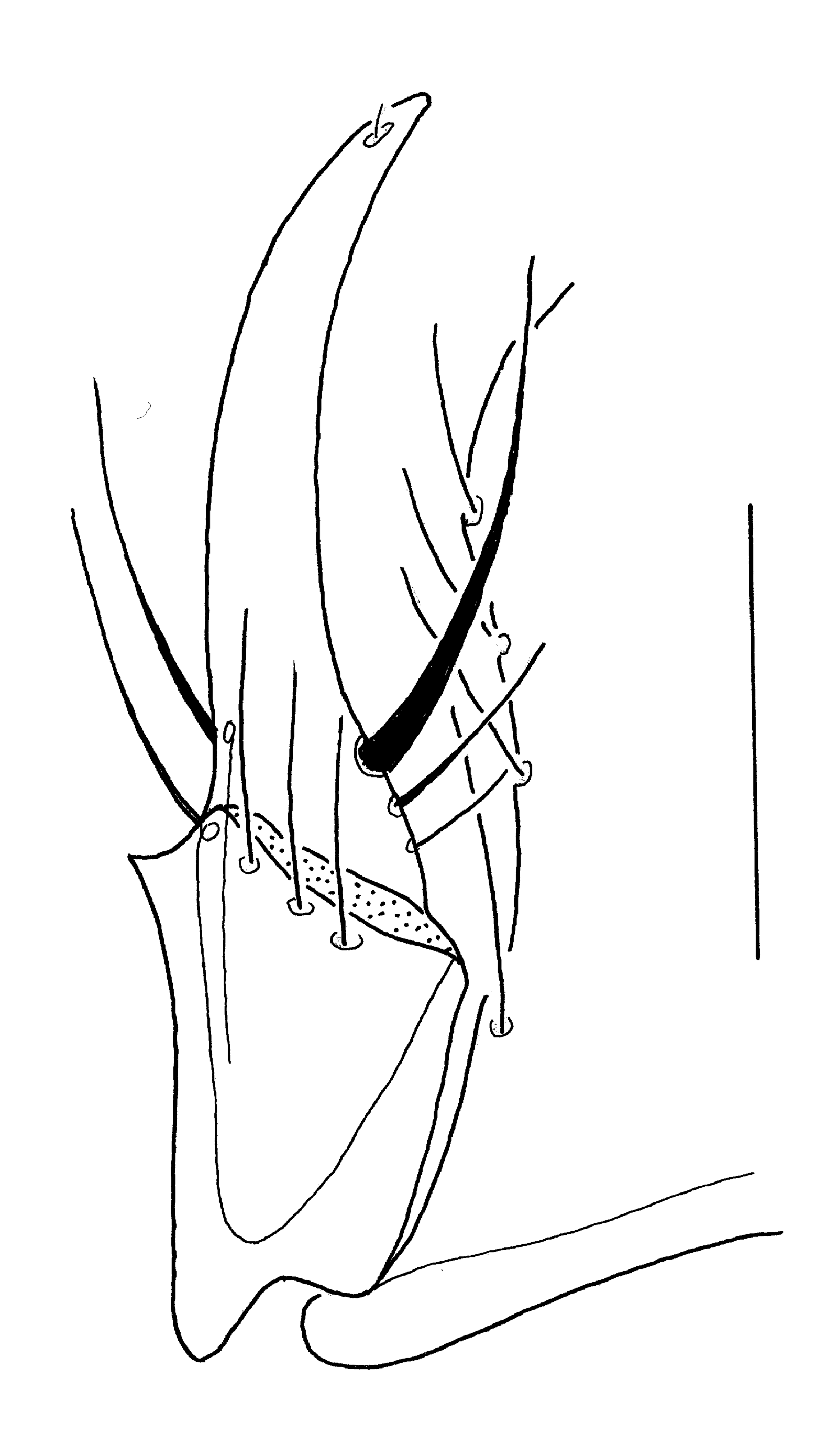 Baehr 2008, Fig. 70 · right stylomeres