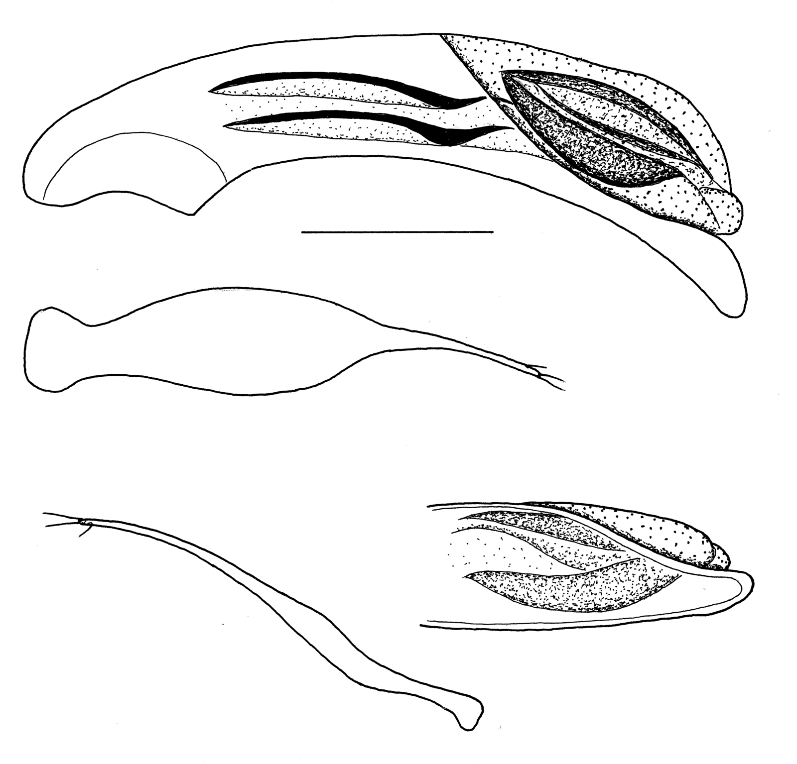 Baehr 2008, Fig. 71 · aedeagus