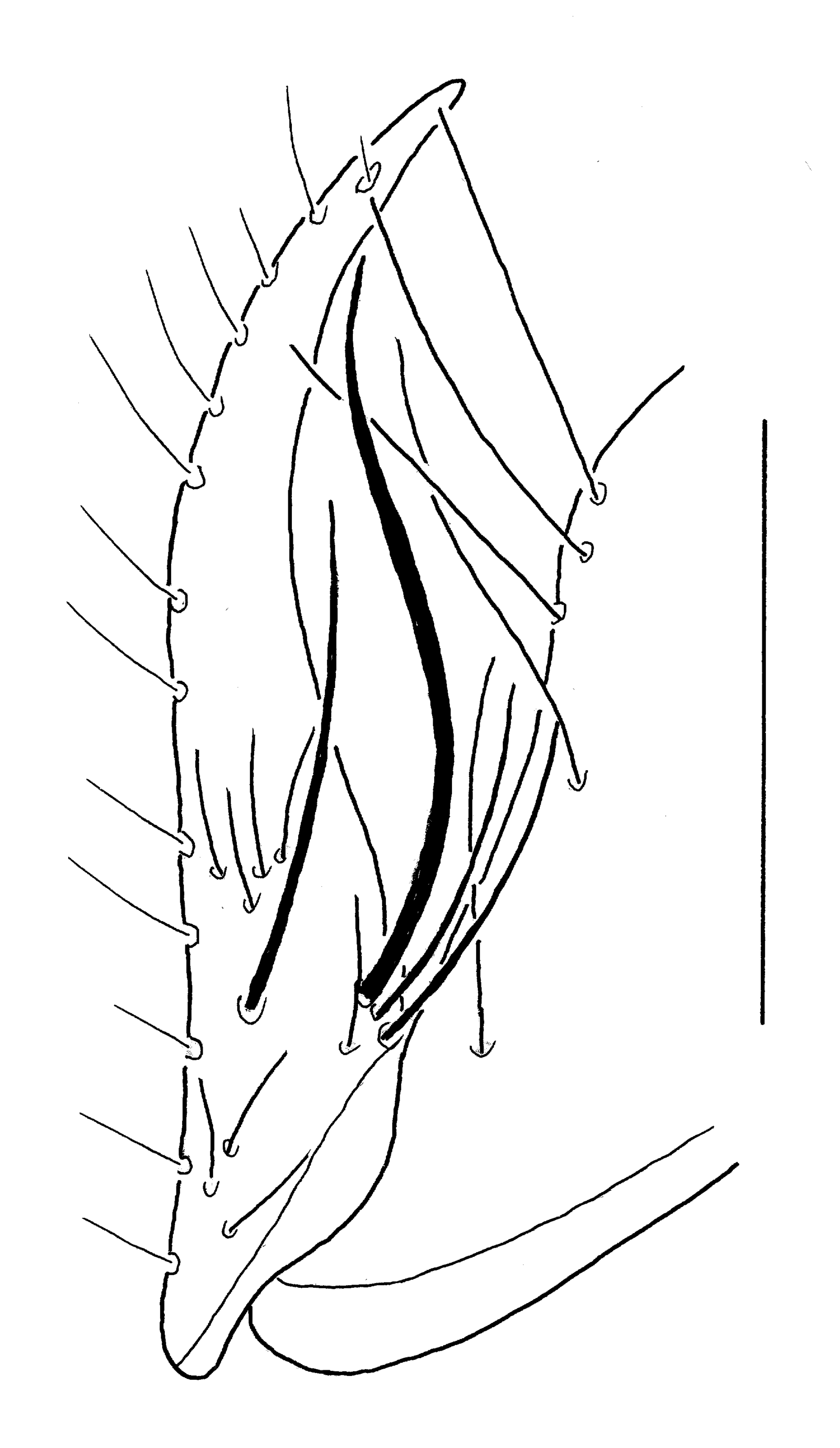 Baehr 2008, Fig. 72 · right stylomeres