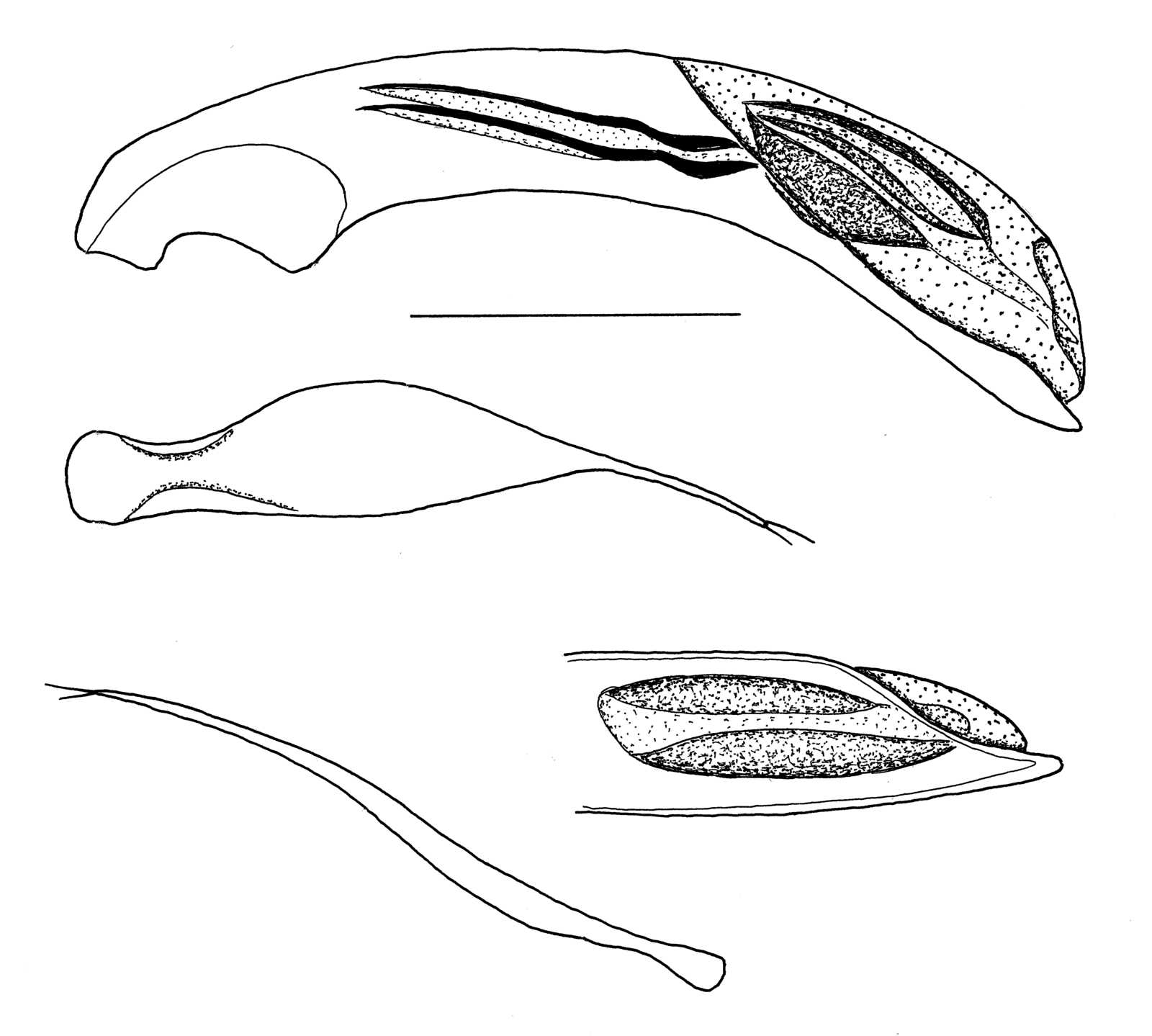 Baehr 2008, Fig. 73 · aedeagus
