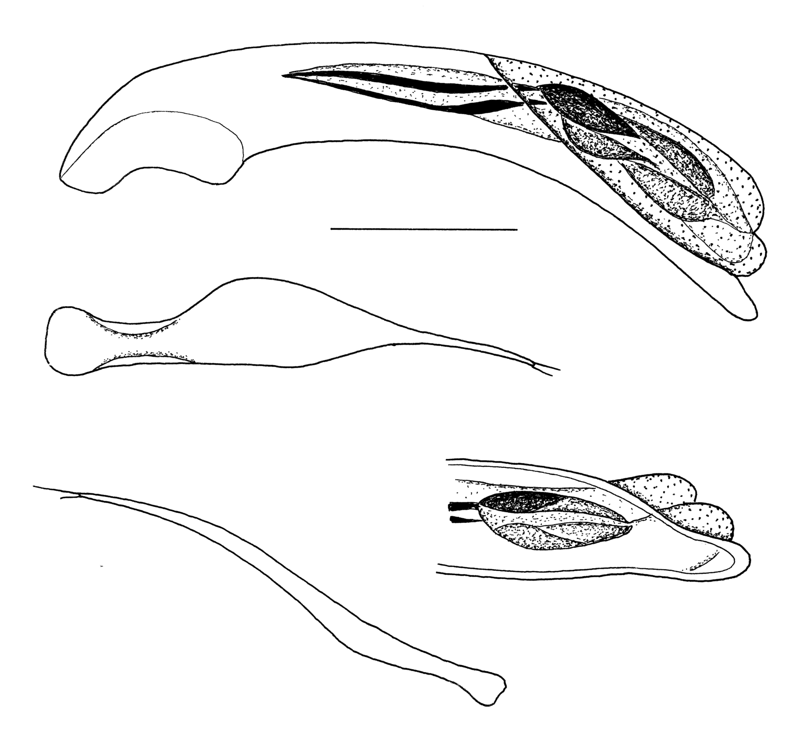 Baehr 2008, Fig. 74 · aedeagus