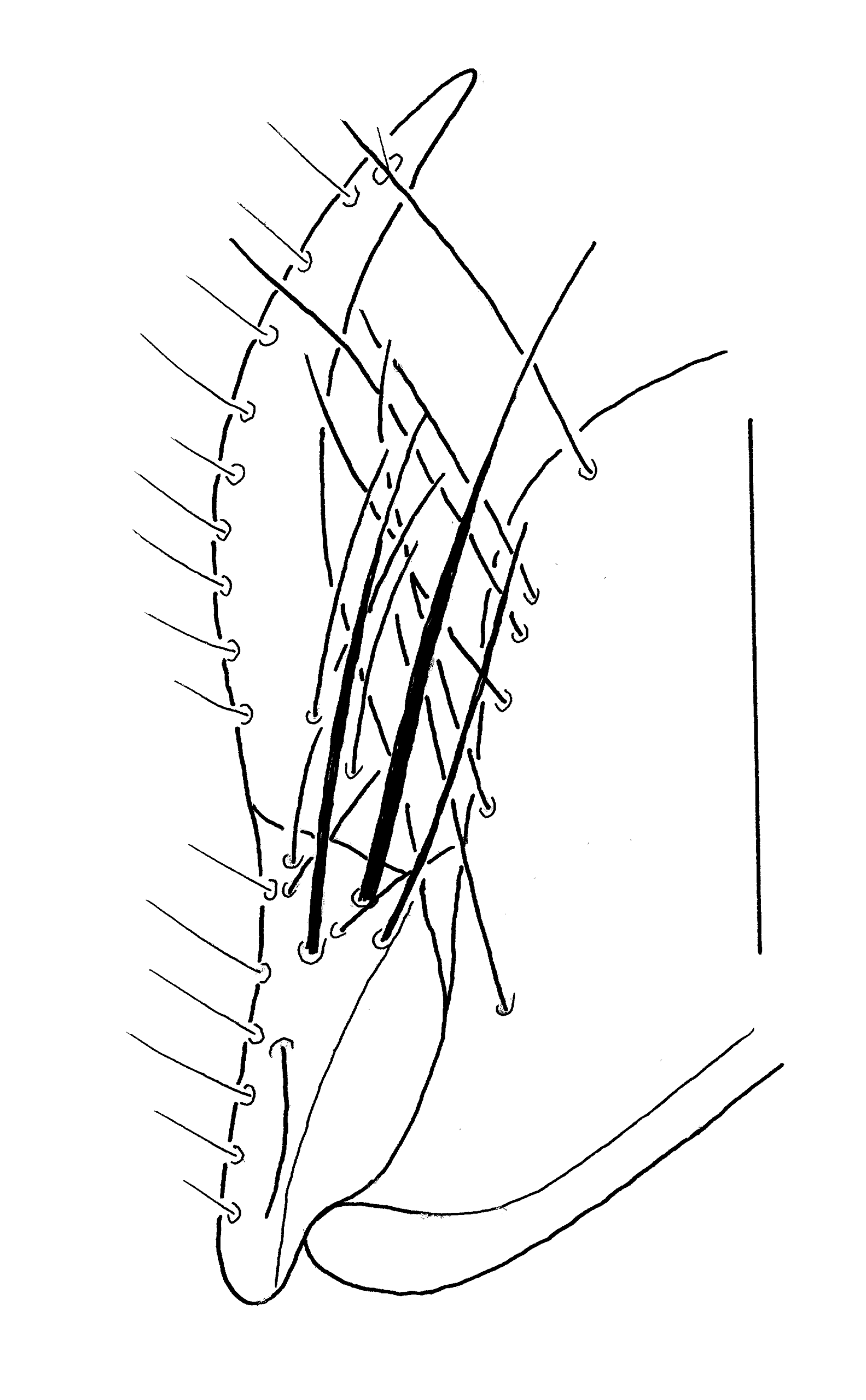 Baehr 2008, Fig. 75 · right stylomeres