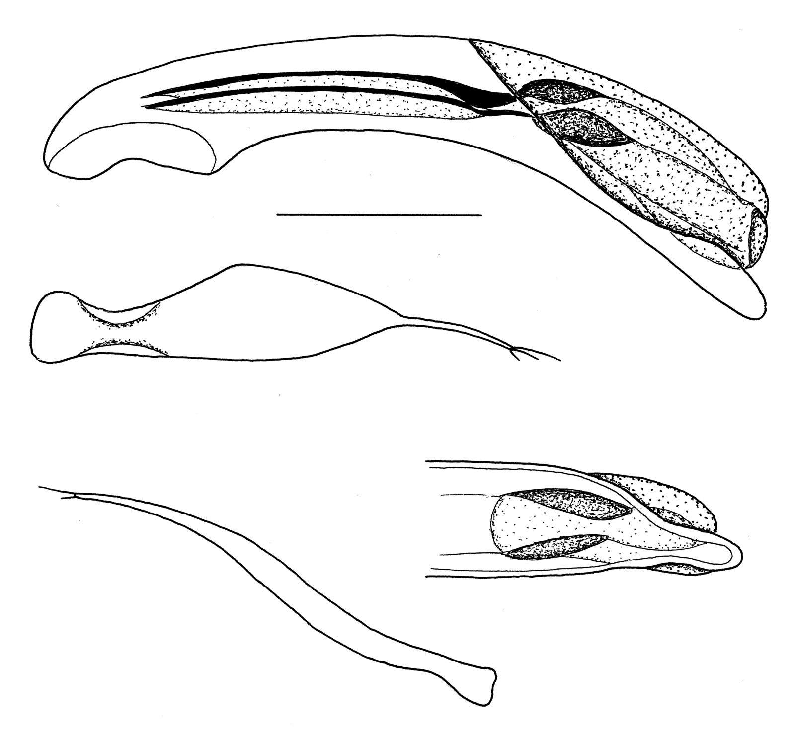 Baehr 2008, Fig. 76 · aedeagus
