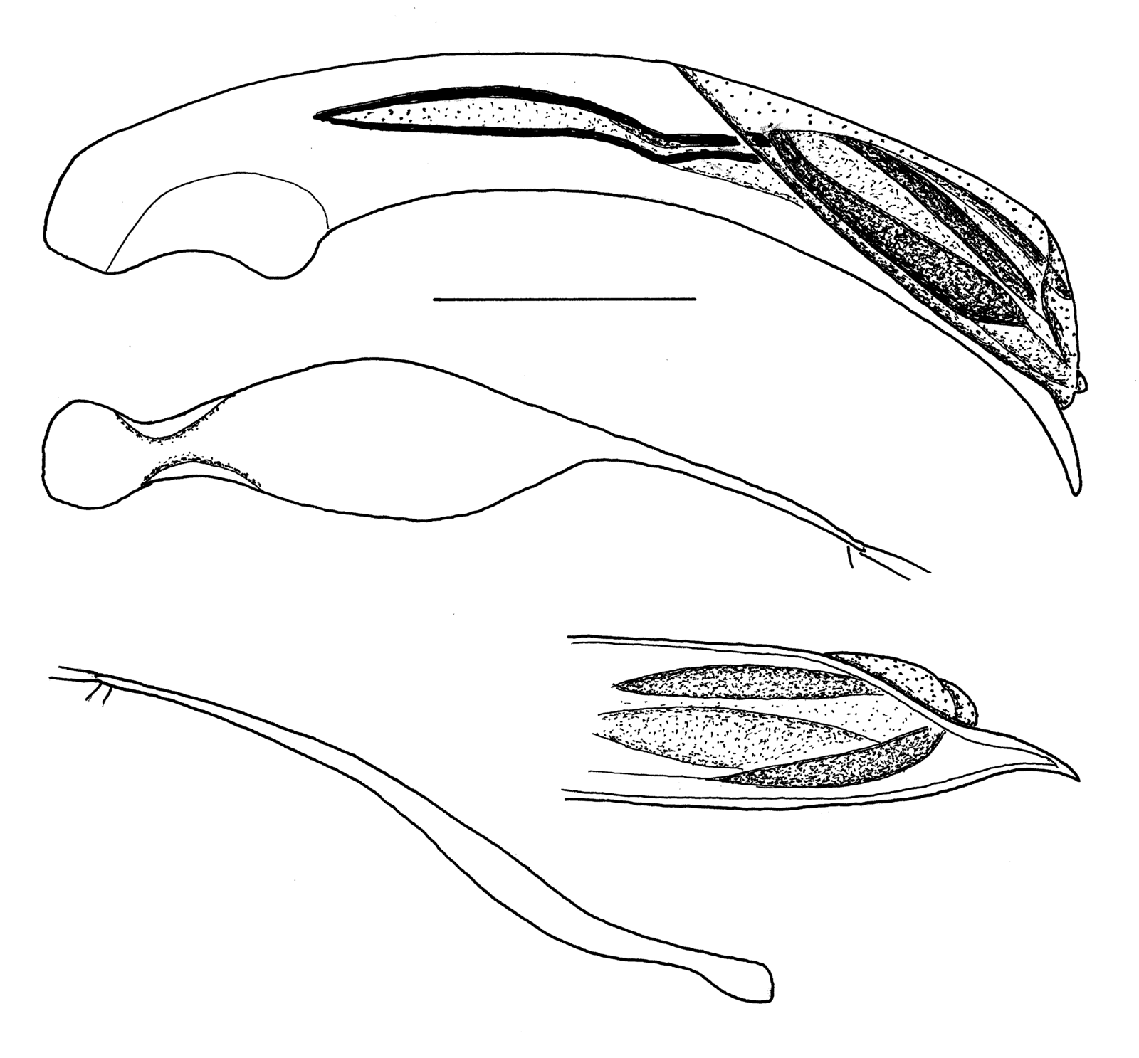 Baehr 2008, Fig. 77 · aedeagus