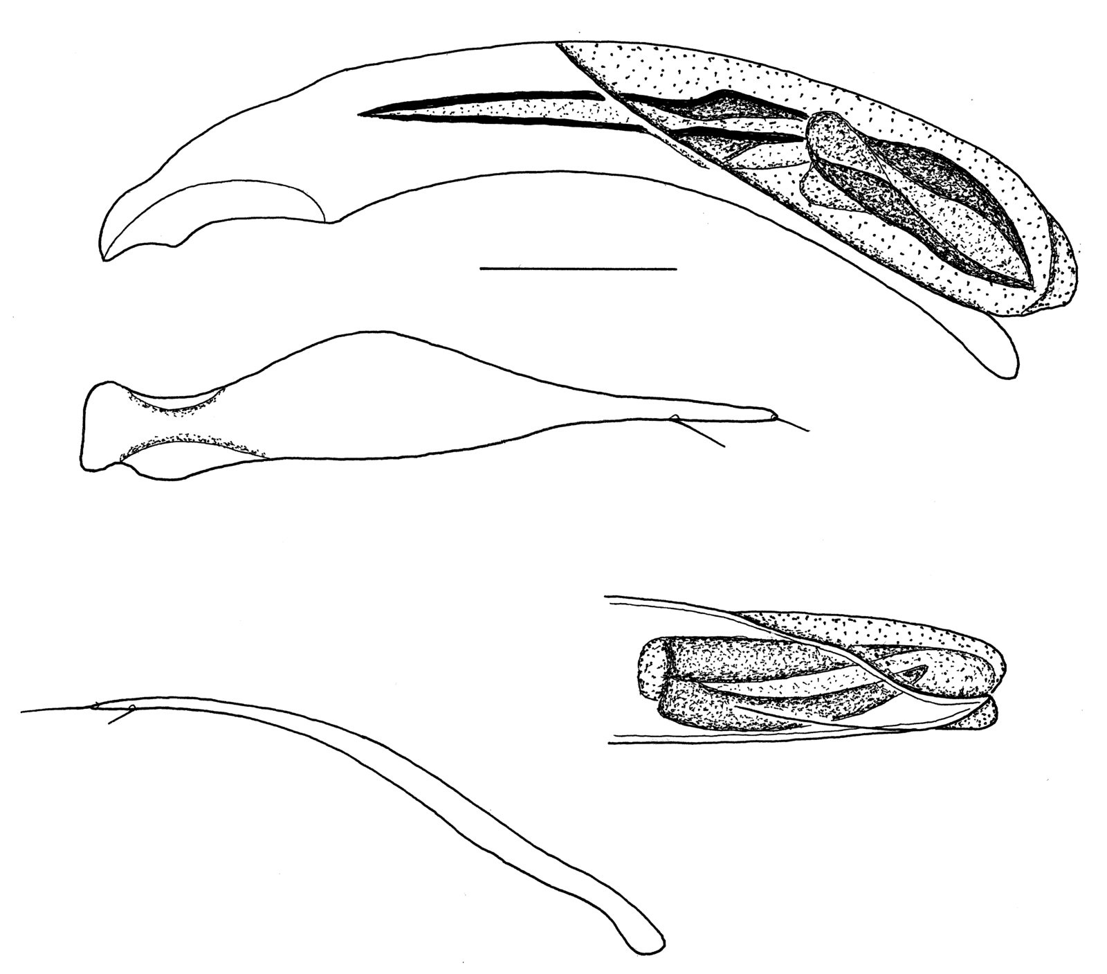 Baehr 2008, Fig. 78 · aedeagus