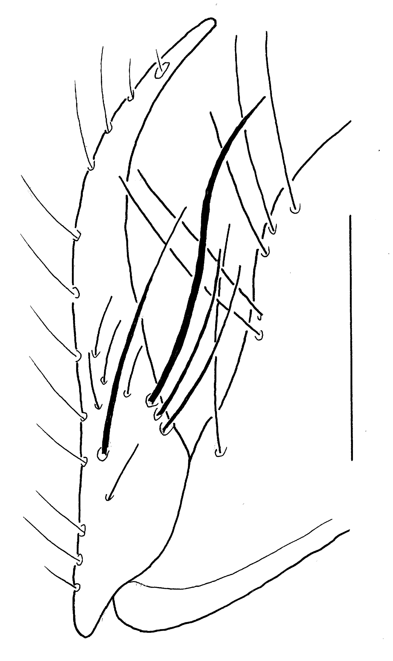 Baehr 2008, Fig. 79 · right stylomeres