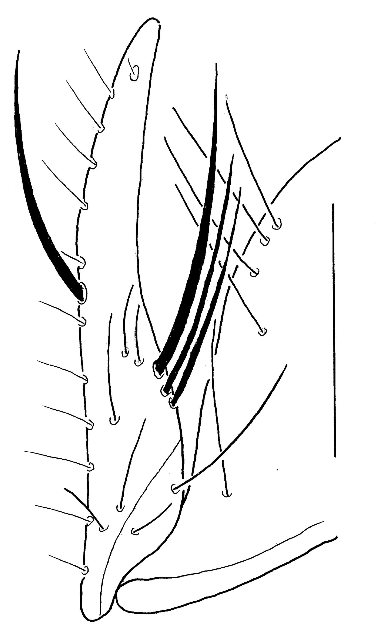 Baehr 2008, Fig. 80 · right stylomeres
