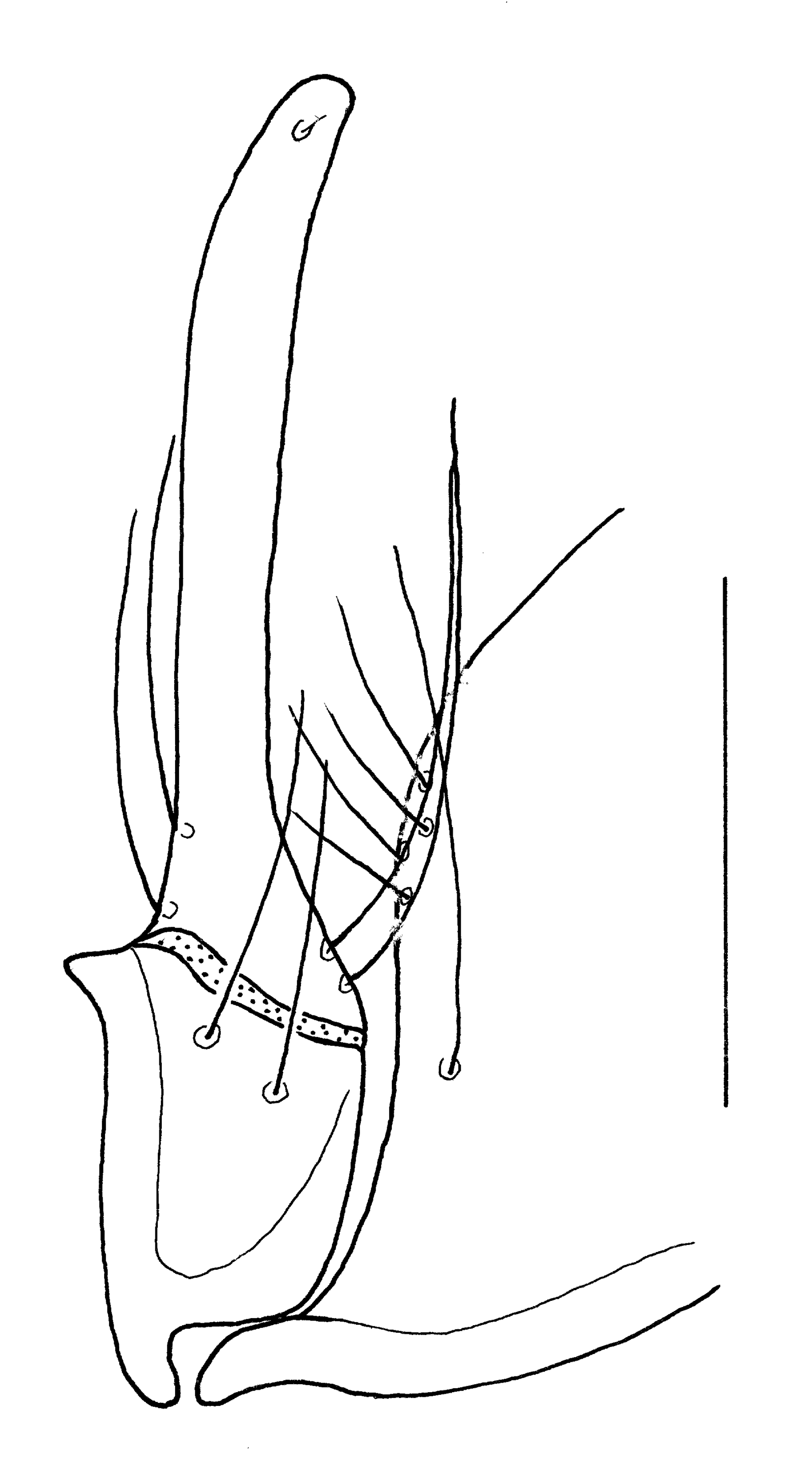 Baehr 2008, Fig. 81 · right stylomeres