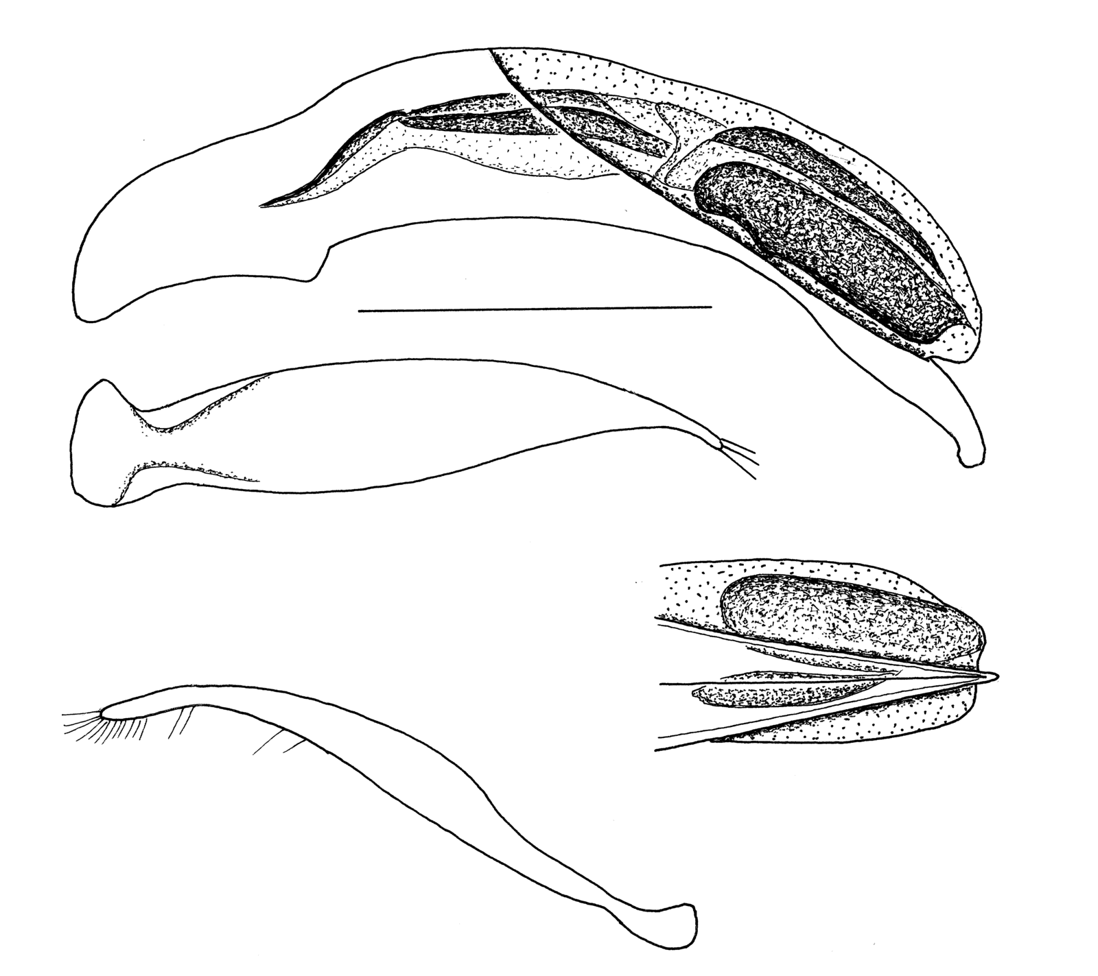 Baehr 2008, Fig. 82 · aedeagus