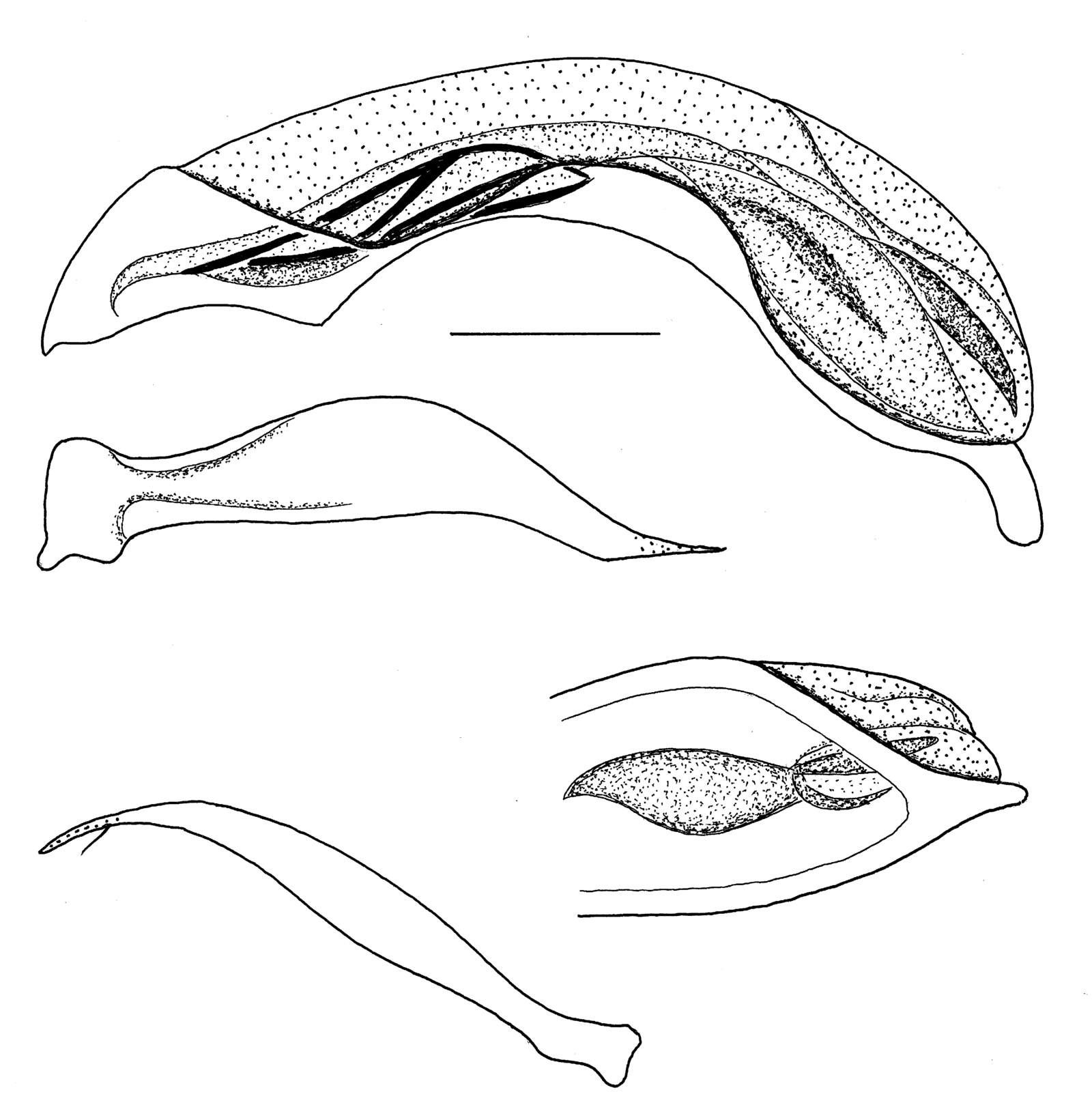 Baehr 2008, Fig. 172 · aedeagus
