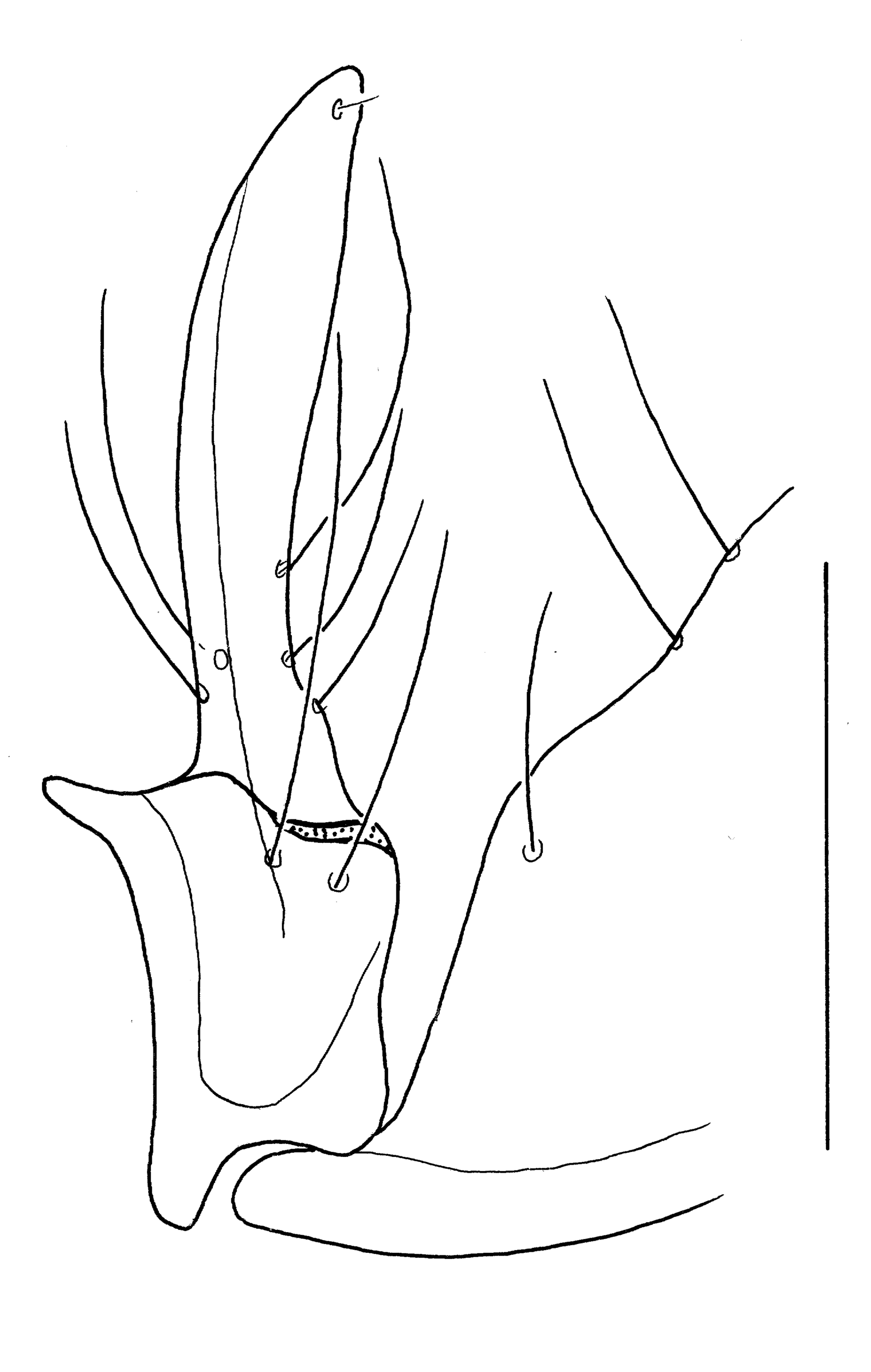 Baehr 2008, Fig. 173 · right stylomeres