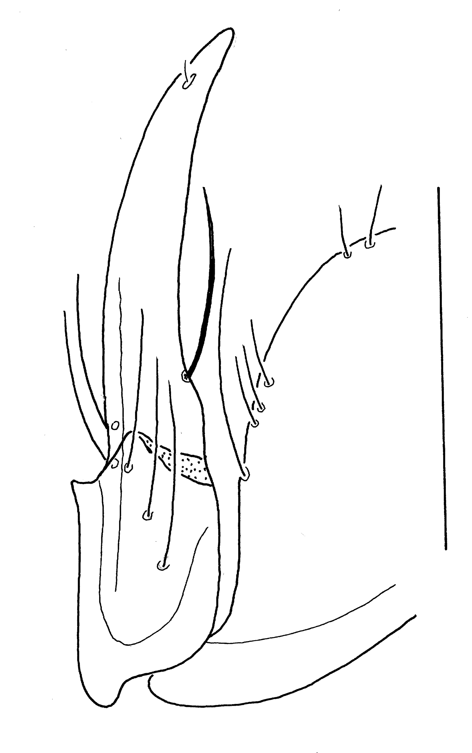 Baehr 2008, Fig. 174 · right stylomeres