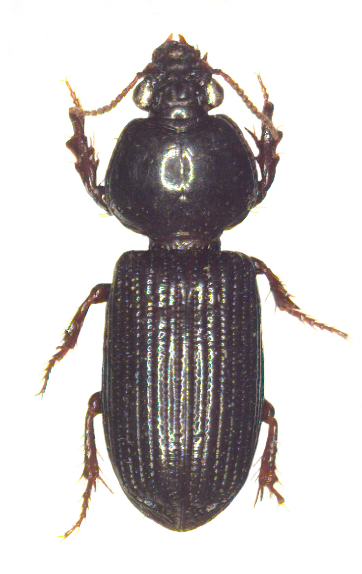 Baehr 2008, Fig. 179