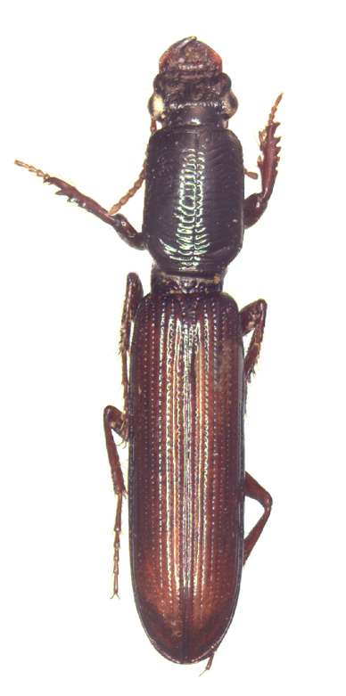 Baehr 2008, Fig. 180